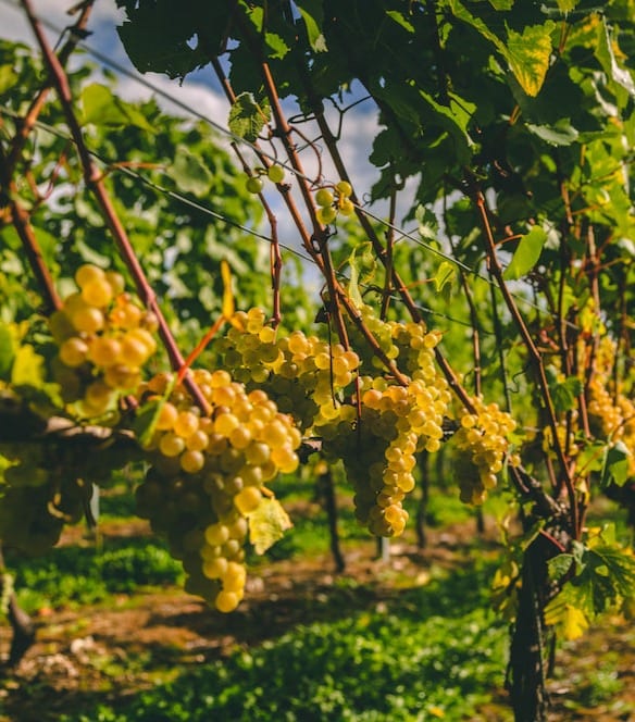 How We Harvest our Grapes | Black Chalk Vineyard, Hampshire