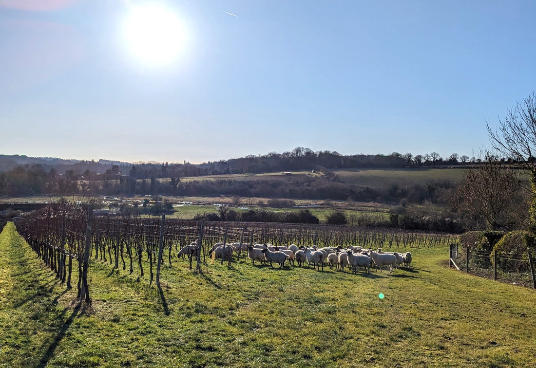 Woolly Companions: Winter Grazing at Black Chalk Wine