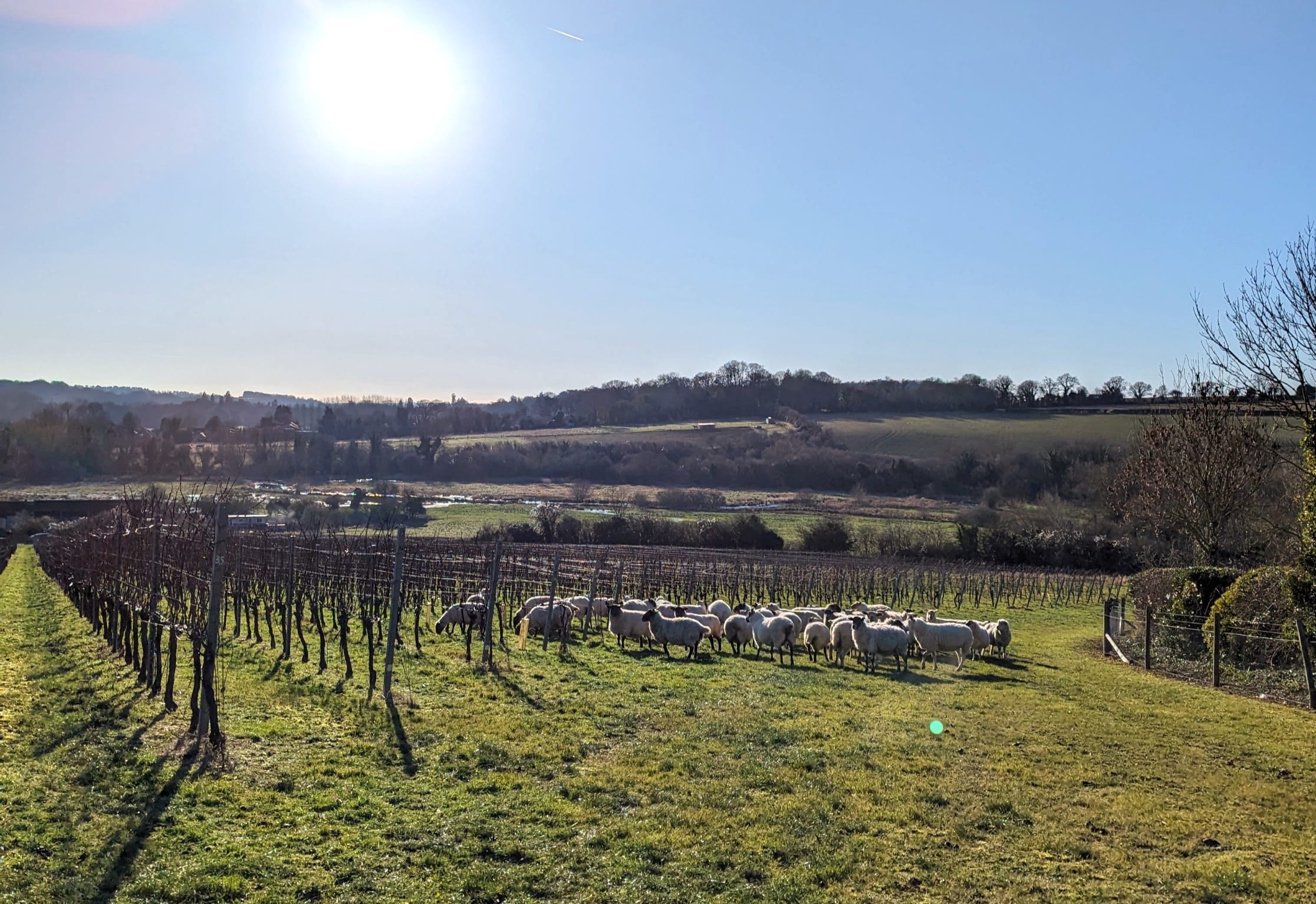 Woolly Companions: Winter Grazing at Black Chalk Wine