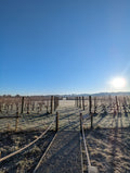 Festive Walking Tour + Tasting