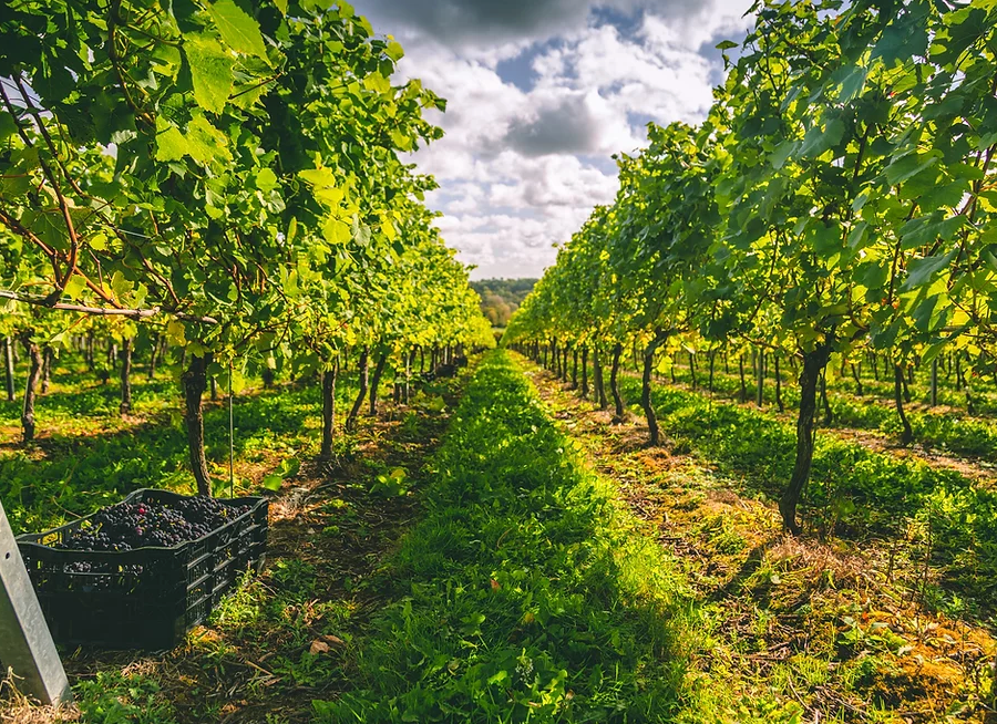 Tour + Tasting with Lunch Gift Voucher
