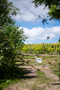 Tour + Tasting – with lunch