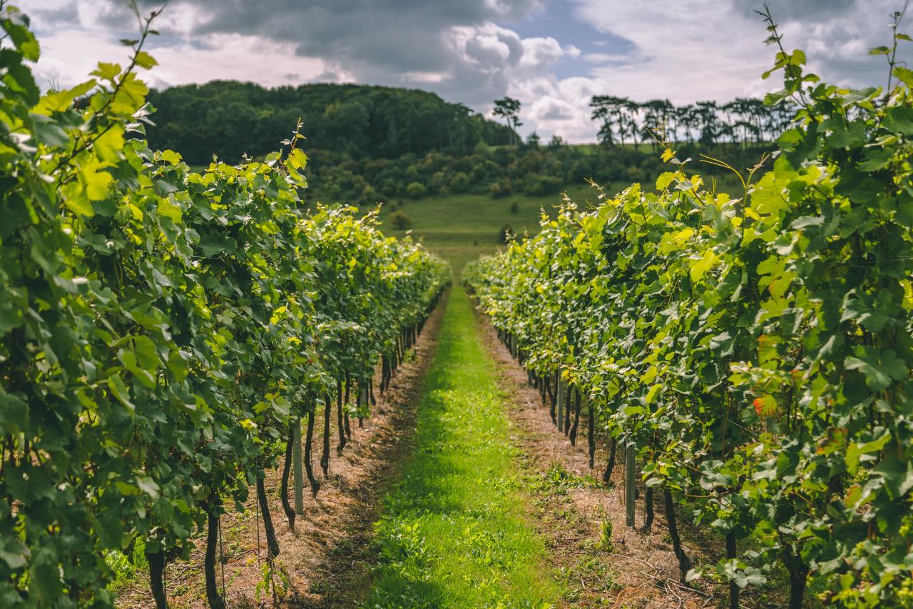 The treehouse in the vineyard — Wild Escapes Treehouse Tasting Gift Voucher at Black Chalk, Hampshire
