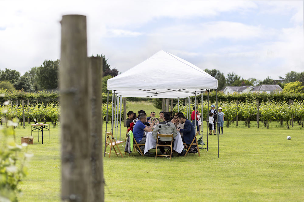Welcome to the Circle Vineyard