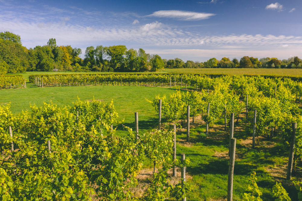 Welcome to the Circle Vineyard